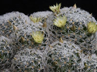 Mammillaria duwei